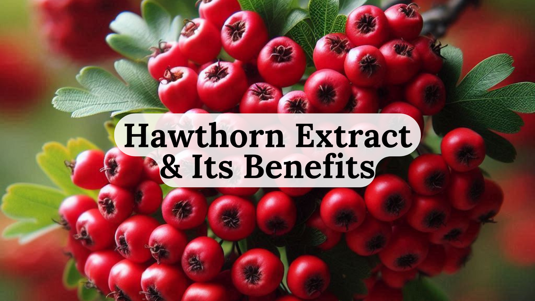 Hawthorn extract - Hampstead Labs