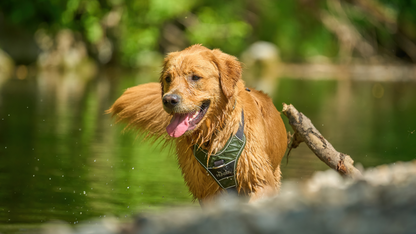 Chicken Jerky Dog Treats